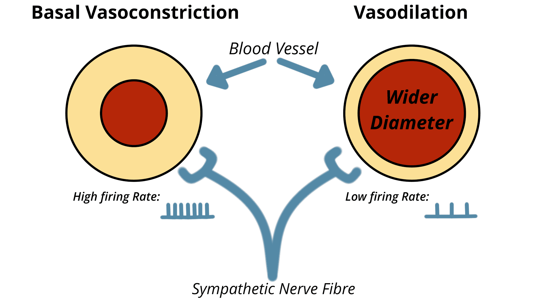 Basal vasoconstriction versus vasodilation of a surface blood vessel controlled by sympathetic firing rate