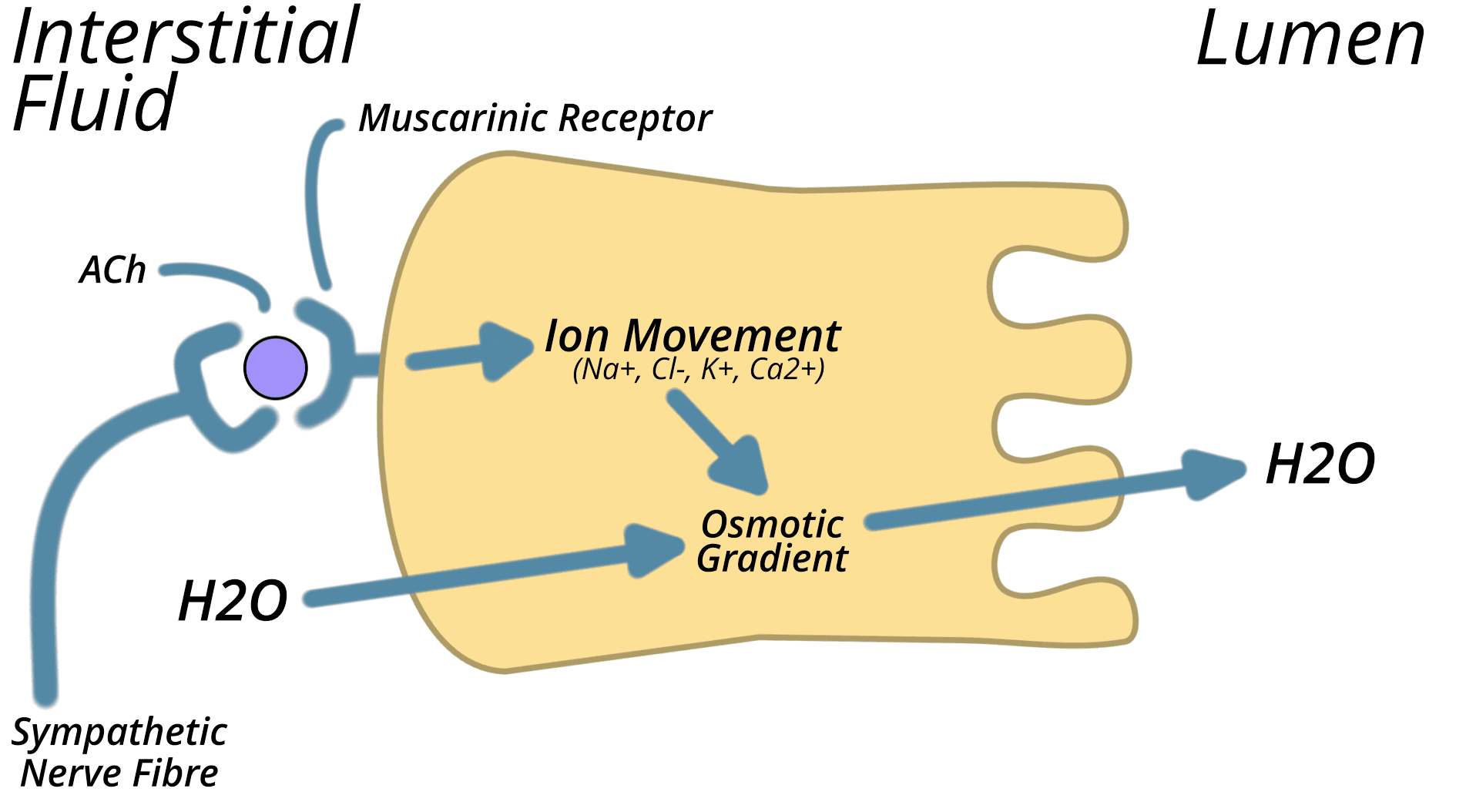 ACh binding to a clear cell triggering ion movement and an osmotic gradient that draws water into the lumen