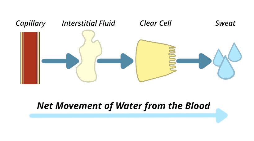 Net movement of water from a capillary through interstitial fluid and a clear cell to form sweat