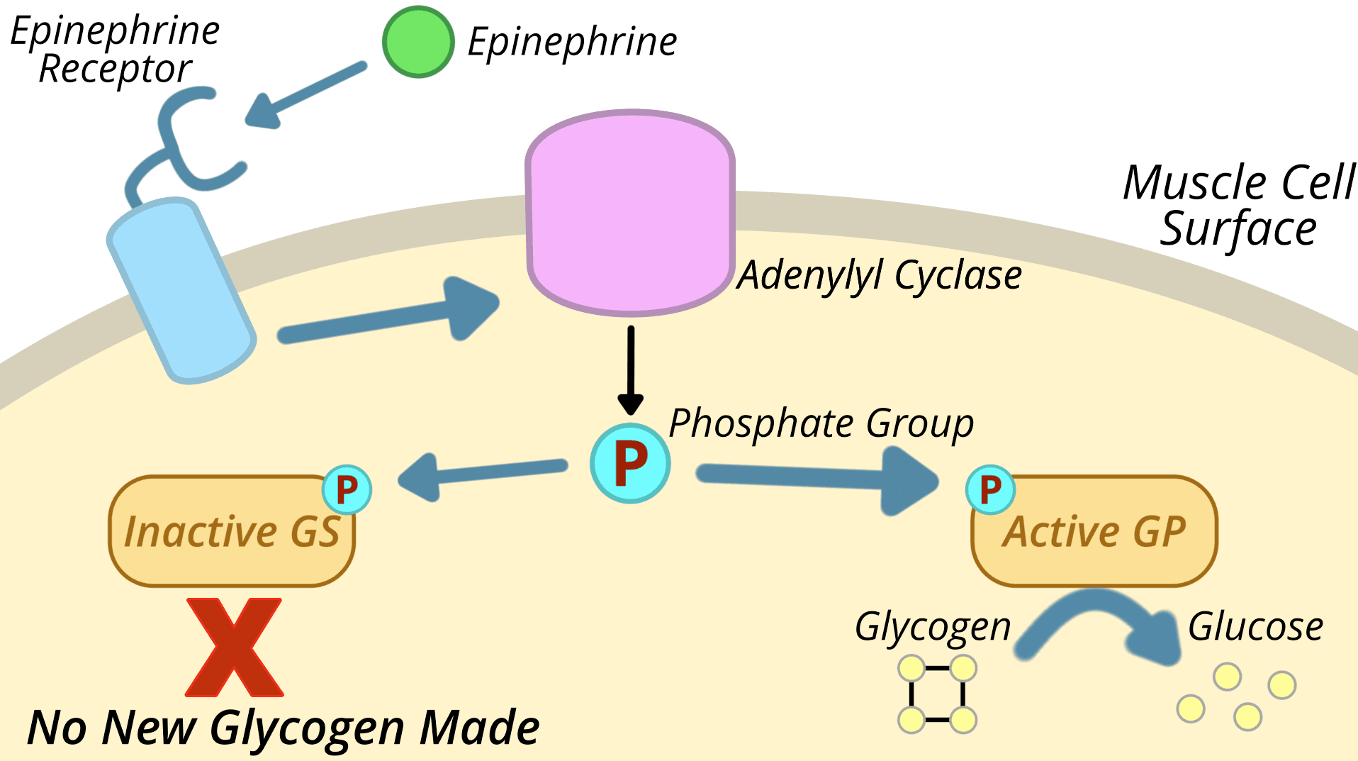 Inside a muscle cell: epinephrine binding triggers a phosphorylation cascade activating glycogen phosphorylase and deactivating glycogen synthase