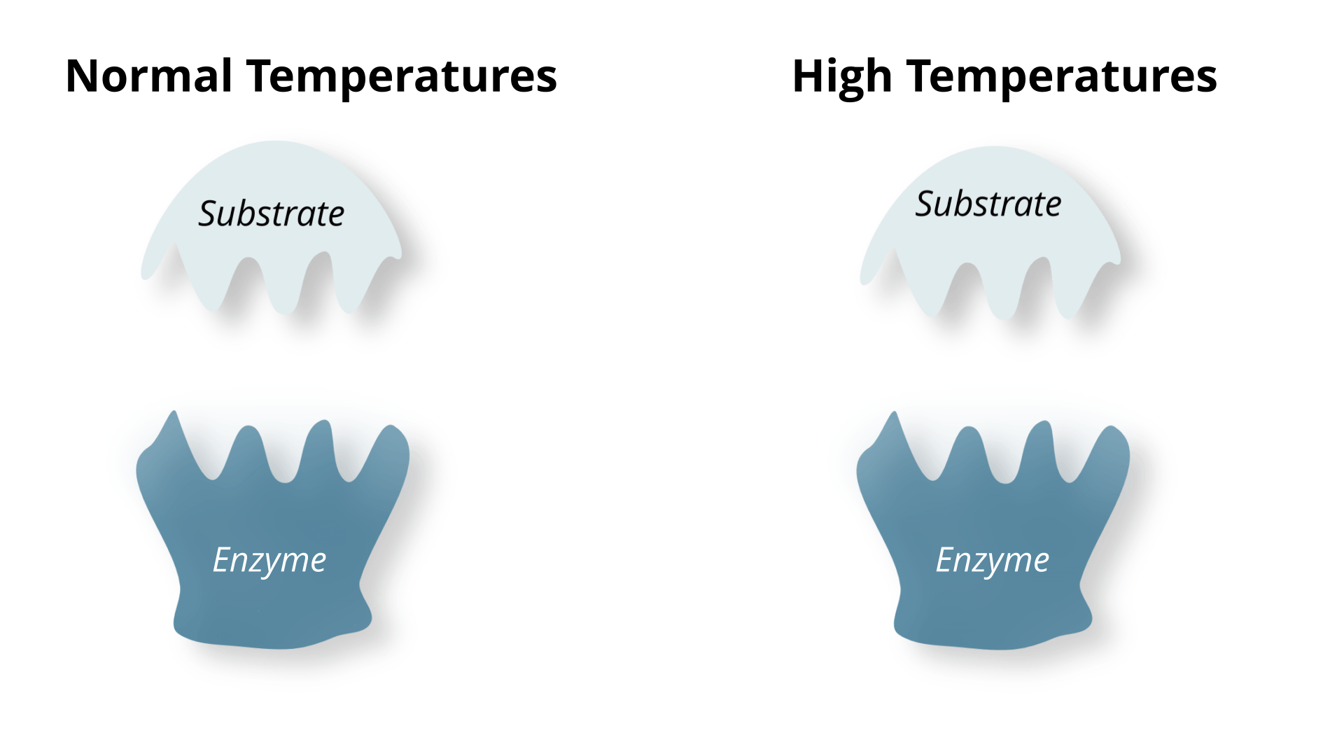Enzyme and substrate binding at normal temperature versus a denatured enzyme at high temperature